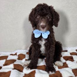Baloo - Brown and white male Aussiedoodle puppy in Haleyville, Alabama from The Cuddly Dood Ranch
