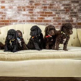 Goldendoodle and Labradoodle Puppies from Dessie's Doodles