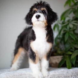 Spice - Black tri-color male Aussiedoodle puppy in Tonopah, Arizona from Kae's Kennels