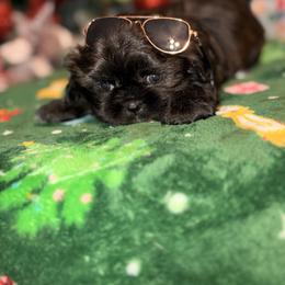 Ozzy - Black male Shih Tzu puppy in Wilkesboro, North Carolina from Frannie and Annie Shih Tzu Babies