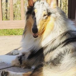 Blitz - Collie puppy from Otter Point Collies