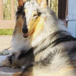 Blitz - Collie puppy from Otter Point Collies