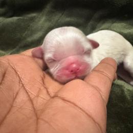 Leah - Liver and white female Shih Tzu puppy in Detroit, Michigan from Friends4everkennel LLC