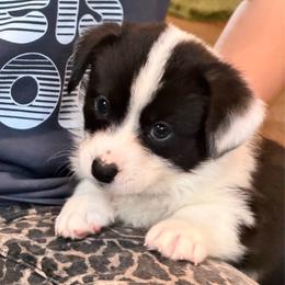 Wiggle-butt Wyatt - Black and white male Cardigan Welsh Corgi puppy in Omaha, Arkansas from DnD Corgis