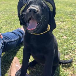 Labrador Retriever Puppies from J and D Retrievers