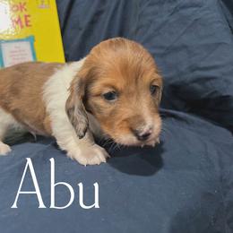 Abu - Piebald male Dachshund puppy in Henry, Virginia from Dumbledore's AKC Mini Dachshunds
