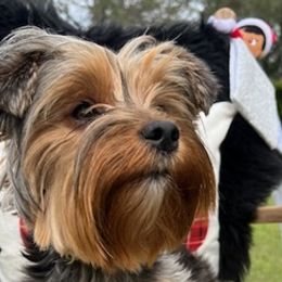 Yorkshire Terriers from Katrina's Yorkies