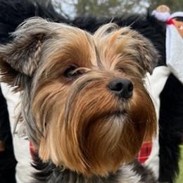 Yorkshire Terriers from Katrina's Yorkies