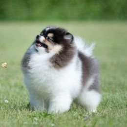 Pierre - Pomeranian