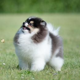 Pierre - Pomeranian