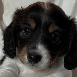 Dachshunds from Funny Farm Dachshunds