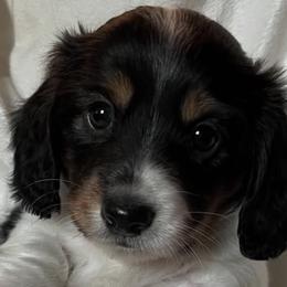 Dachshunds from Funny Farm Dachshunds