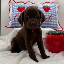 Dark pink - Chocolate female Labrador Retriever puppy in Heath Springs, South Carolina from Rich Hill Retrievers