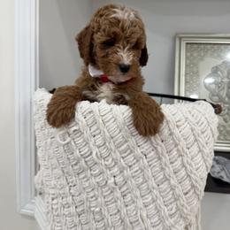 Tim - Red  male Goldendoodle puppy in Mint Hill, North Carolina from DoodleForever