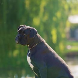 Gemma - Boxer