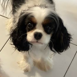 Fuzzy Butt - Cavalier King Charles Spaniel