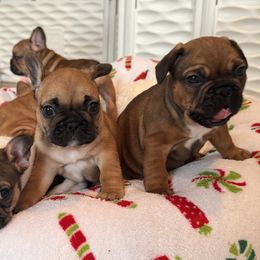French Bulldog puppies from Rock N’ Roll Frenchies