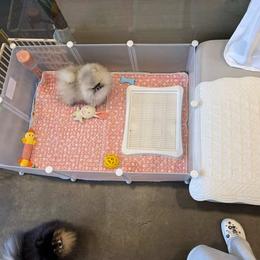 Lani - Cream sable female Pomeranian puppy in Salem, Oregon from BP PUPS