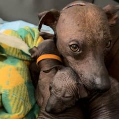 Lilah - Xoloitzcuintli