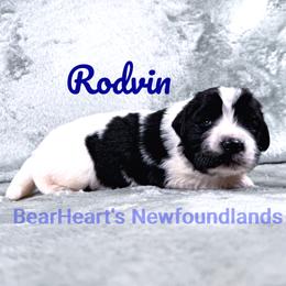Rodvin - White and black male Newfoundland puppy in Cortez, Colorado from Bear Heart Newfoundlands, LLC