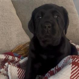 Schroeder - Black male Labrador Retriever puppy in Cleveland, Ohio from Brookside Labrador Retrievers