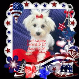 Zoe - White female Maltese puppy in Silverhill, Alabama from Malteseuluv’s Tiny Treasurers