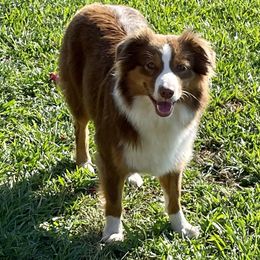 Skylar - Australian Shepherd