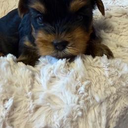 Sage - Black and gold female Yorkshire Terrier puppy in Dublin, California from Michelle’s Yorkies
