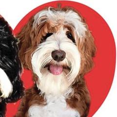 Mickey  - Australian Cobberdog