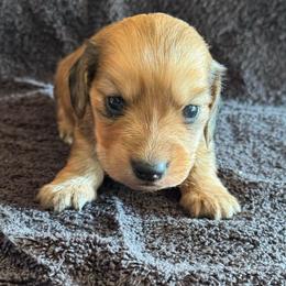 Sadie - Cream female Dachshund puppy in Hawley, Texas from Foxy’s Dachshunds & Toy Aussies