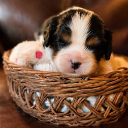 King - Tri-color male Cavalier King Charles Spaniel puppy in Paulden, Arizona from Nine Mile Cavaliers
