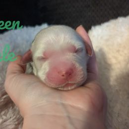 Golden Retriever Puppies from Heckmans English Cream Golden Retrievers