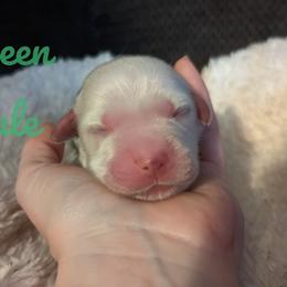 Golden Retriever Puppies from Heckmans English Cream Golden Retrievers