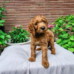Rainier - Apricot male Goldendoodle puppy in Everett, Washington from Big Top Doodles