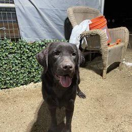 French Bulldog and Labrador Retriever Puppies from Desiree Ortiz's French Bull Dogs and Labrador Retrievers