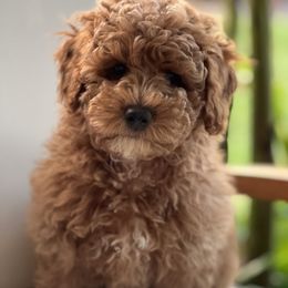 Maltipoo Puppies from Jessica's Maltipoos