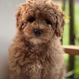 Maltipoo Puppies from Jessica's Maltipoos