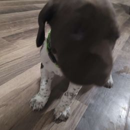 Girl 4 - White and liver German Shorthaired Pointer puppy in Troy, North Carolina from Uwharrie GSP
