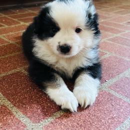 Domino - Black tri male Miniature American Shepherd puppy in Greenboro, North Carolina from Rustlingrass Miniature American Shepherds