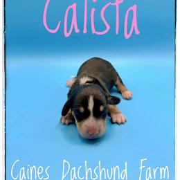 Calista - Piebald female Dachshund puppy in Cincinnati, Ohio from Caines Dachshund Farm
