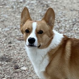 Nash - Pembroke Welsh Corgi