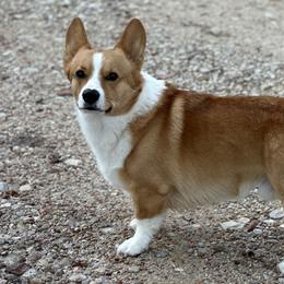 Nash - Pembroke Welsh Corgi