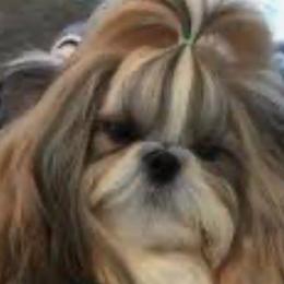 Cherry - Shih Tzu
