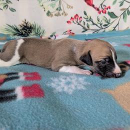 Burrito - White and red male Whippet puppy in Sweet Home, Oregon from Imperialis Kennels