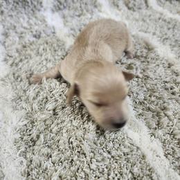 Lola - Cream female Dachshund puppy in Visalia, California from DachGraston Dachshunds
