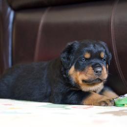 Rottweiler Puppies from TrenchtownRotties
