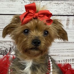 Porsche - Yorkshire Terrier