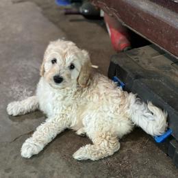 Cashew - Cream female Labradoodle puppy in Somerset, California from Annie’s Animals