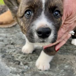 American Corgi Puppies from Patriot American Corgi
