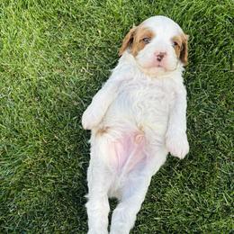 Cavapoo Puppies from Columbia Basin Puppies